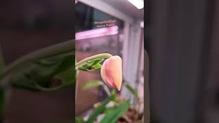 Phragmipedium Hanne Popow вотвот раскроет бутон phragmipedium orchid plants цветы [upl. by Aliam]