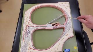 Professor Long  Ear Anatomy 3 Internal Anatomy of the Cochlea [upl. by Anelrihs]