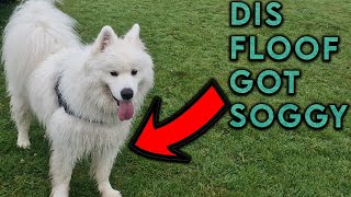 Dog park adventure with our Samoyed [upl. by Elcarim]