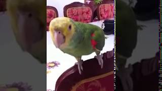 LORO BAILANDO  PARROT DANCER [upl. by Yur130]