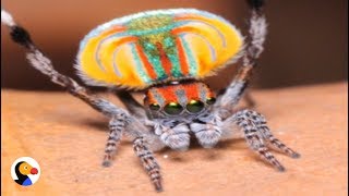 Peacock Spider Dances To Save His Life  The Dodo [upl. by Trab]