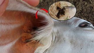 Amazing video of ear wax removal on animals [upl. by Franky]