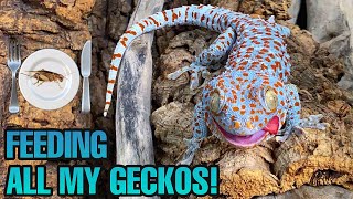 FEEDING MY PET GECKOS Tokays Leachianus leaf tails and more [upl. by Sessilu]