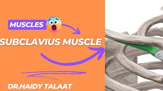 Subclavius Ms  anatomy of upper limb [upl. by Papert]