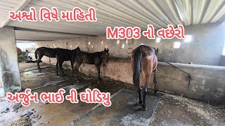 dog ni reval chal 😂arjun bhai na ghoda ane ghoda ni mahiti viralvideo horse tranding horselover [upl. by Liahcim]