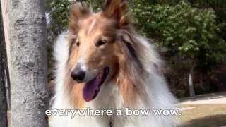 Old MacDonald Had A Farm Song 2  Singalong with Lyrics  Real Animals amp Lassie Dog [upl. by Ococ]