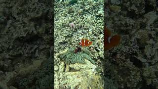 Snorkeling with Clownfish Exploring Nature’s Aquatic Gems [upl. by Gretta857]