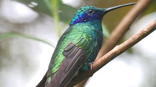 Poniendo bebedero para colibrí 🐦 [upl. by Medlin]