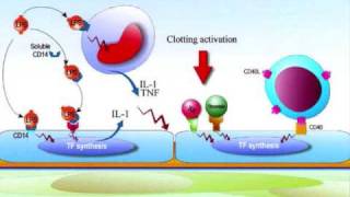 Pathology Hemostasis Lecture [upl. by Bennett]