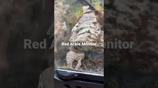 Red Ackie Monitor [upl. by Shannen738]