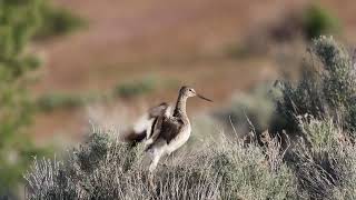 Calling Willet [upl. by Ainwat]