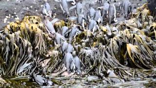 Erectcrested penguins climbing ashore [upl. by Tlihcox]