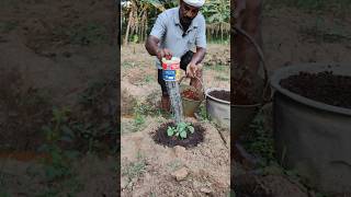 வெள்ளரிக்கு முதல் உரம் போடலாம் வாங்க Lets apply the first fertilizer to the cucumber farming [upl. by Olivette]