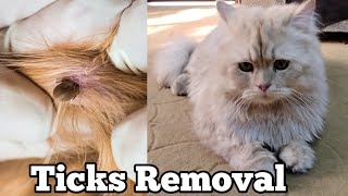 How to remove Tiks from Cat [upl. by Weed]