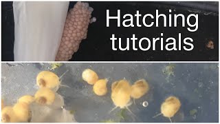 Golden apple snails egg hatching  Baby apple snails hatching tutorial  Update [upl. by Zizaludba]