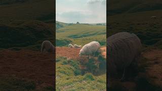 Do Sheep Make Their Own Beds lambing wildlife animalshorts [upl. by Lehrer]