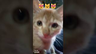 ❤️ कहाँ जाये छोड़ के तुम्हें 🤗🐈‍⬛🔥yt cat trending [upl. by Lindly697]