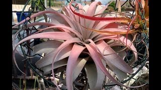 Tillandsia Air Plants Collection and Information [upl. by Ardnama616]