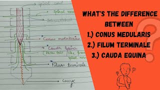 Conus Medullaris Cauda Equina Filum terminale  Spinal cord anatomyNeuroanatomyCNSMEDUTAINMENT [upl. by Rox]