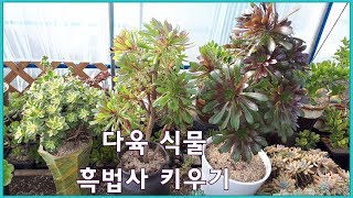 다육 식물 흑법사 키우기  Aeonium arboreum zwartkop [upl. by Reyaht]