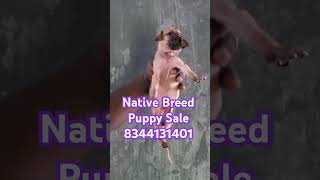 Tamilnadu Native breed puppy dog sale chippiparaibreed kannipuppies rajapalayampuppy kombaidogs [upl. by Ellebasi673]