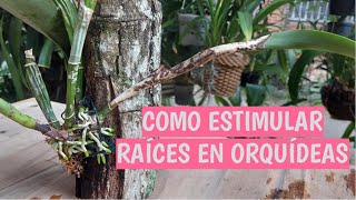 COMO ESTIMULAR RAÍCES EN ORQUÍDEAS [upl. by Angelika]