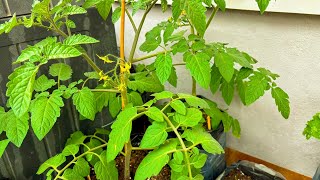 Cuidados de mis Plantas de Tomates  Cultivando Tomates Cherry en Macetas [upl. by Eahsan]