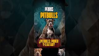 La Verdadera Naturaleza del Pitbull Fuerza Lealtad y Carácter [upl. by Cire]