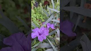 Ruellia simplex Katie Common Name Dwarf Mexican Petunia ruellia katie [upl. by Wenona]