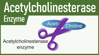 Acetylcholinesterase Enzyme [upl. by Ahsinav633]