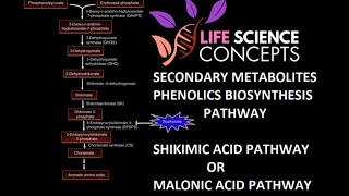 Phenolics Plant Secondary Metabolites  Shikimic Acid Pathway Or Malonic Acid Pathway [upl. by Akino939]