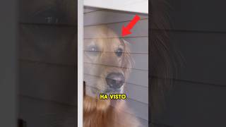 IL SUO PADRONE LO TRADISCE CON UN ALTRO CANE😱 tiktok pets [upl. by Lebar533]