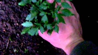 How to grow Astilbe  Gardening 101 by Dr Greenthumb [upl. by Silohcin519]