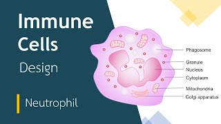 Neutrophils  Structure  Illustration  Graphics  Design  Basic Science Series [upl. by Ivad]