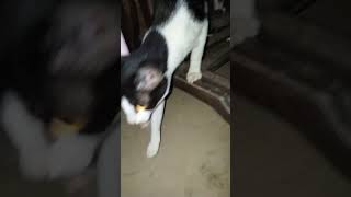 cat shortvideo shortsfeed shorts [upl. by Neeli782]