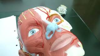 Facial muscles Facial expressions Practical anatomy عظلات الوجه [upl. by Iniretake]