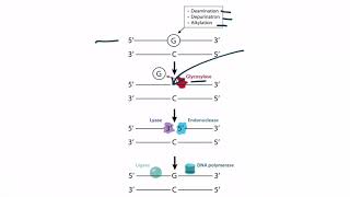 USMLE Step 1 Molecular Biology  DNA Repair [upl. by Raymond]