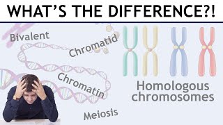 Homologous chromosomes sister chromatids bivalents etc explained [upl. by Horbal]