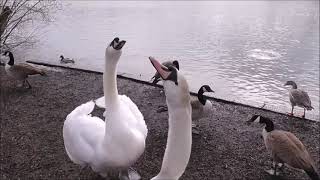 Swans Geese Ducks Gulls Action Flying Feeding Chasing Biting 12th March 2021 [upl. by Ennailuj412]