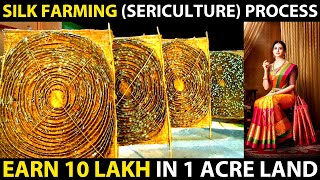 SILK FARMING SERICULTURE PROCESS  How Silk is made from Silkworm  Silk Farming Business Plan [upl. by Enerual]