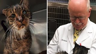 A Veterinarian Hugs a 15YearOld Cat Leading to an Unbelievable and Heartwarming Miracle [upl. by Ronym713]