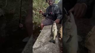 Bass fishing after Hurricane Milton 🎁 catchandrelease bass bassfishing shorts subscribe [upl. by Legir652]