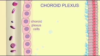 CHOROID PLEXUS [upl. by Llesram]