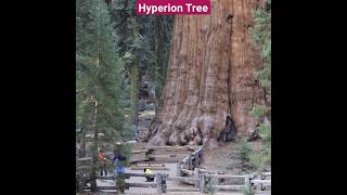 Unusual Hyperion Tree youtubeshorts youtube ytshorts [upl. by Poock272]