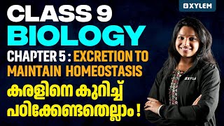 Biology  Excretion to maintain homeostasis  കരളിനെ കുറിച്ച് പഠിക്കേണ്ടതെല്ലാം   Xylem Class 9 [upl. by Herahab]