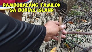 DAMBUHALANG TAMILOK SA BURIAS ISLAND [upl. by Nwahsaj712]