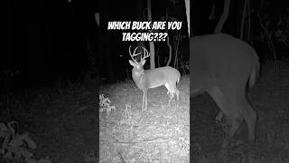 Which buck are you tagging deer deerhunting whitetailbucks bucks music shorts bowhunting [upl. by Ahsitram885]