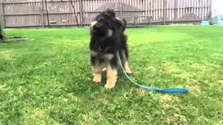 German Shepherd Puppy Barking [upl. by Nauqal]