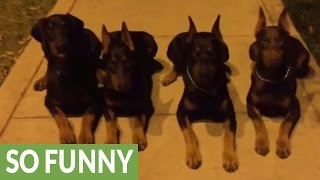 Unbelievably obedient Dobermans demonstrate vast array of skills [upl. by Reteip]