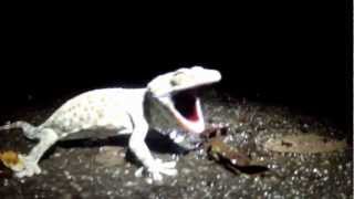 tokay gecko in thailand barking [upl. by Aid]